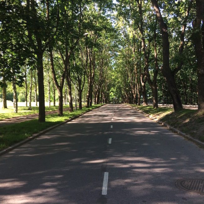 A tree-lined street in Narva