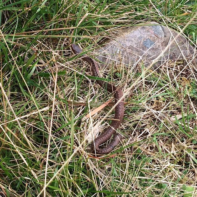 Scottish Adder we saw at a Loch on the way to Isle of Skye