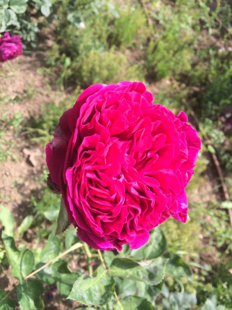 We loved smelling the roses in Bulgaria, and Sofia was no different