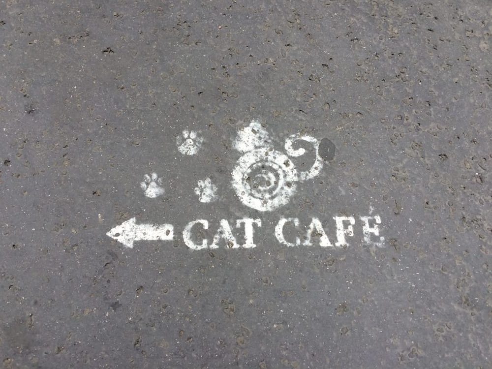 This way to the Cat Cafe, yes we went again!