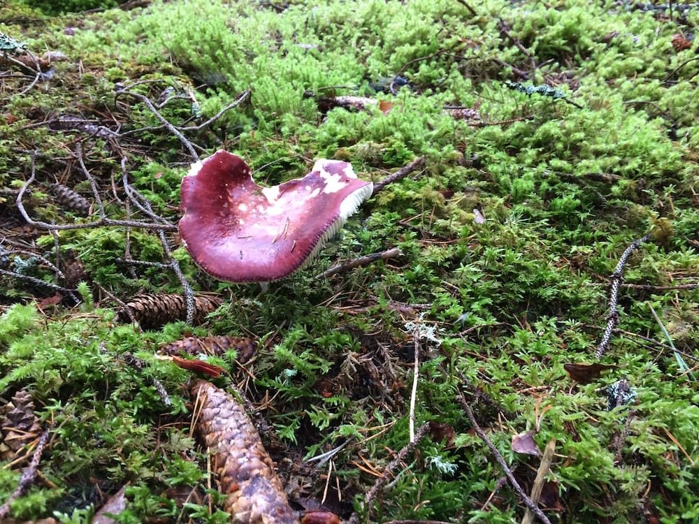 A medium-sized red toadstool in Culbokie Wood