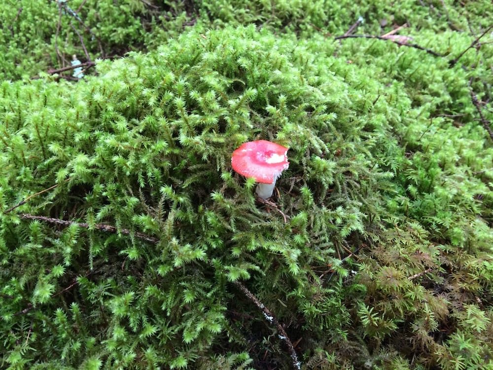 A tiny red toadstool in Culbokie Wood