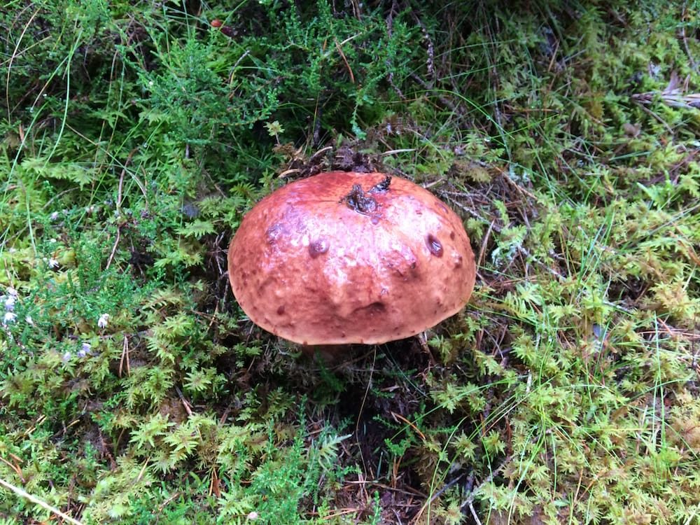 A classic toadstool in Culbokie Wood