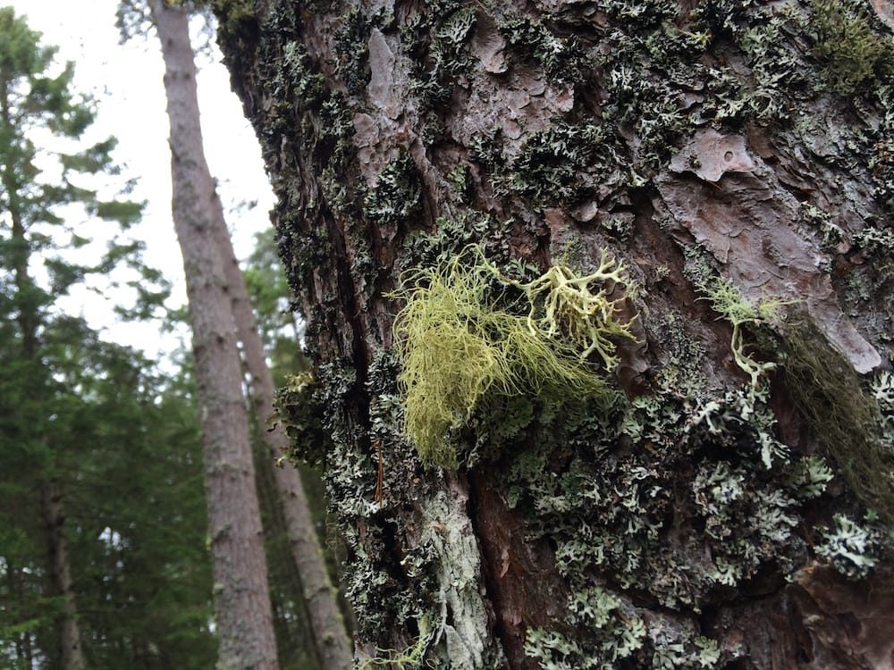 Some wiry lichen in Culbokie Wood