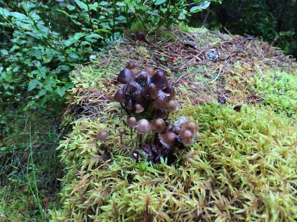 Some tiny mushrooms in Culbokie Wood
