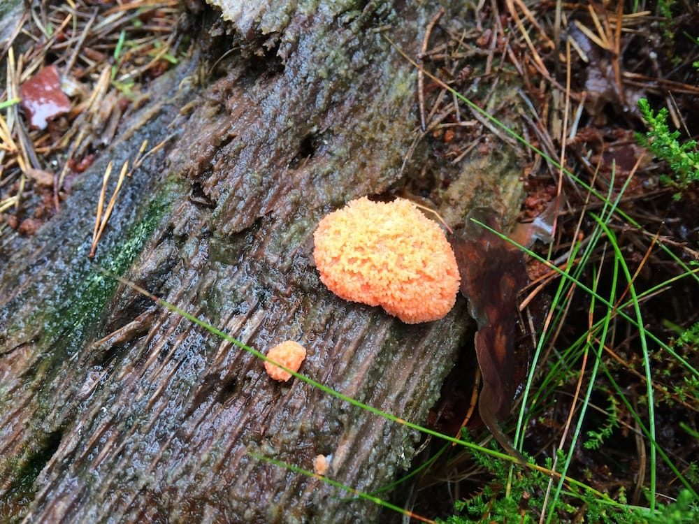 Some orange fungus in Culbokie Wood