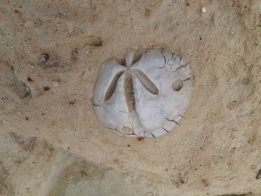 Lots of sand dollars at St. Peter's Pool