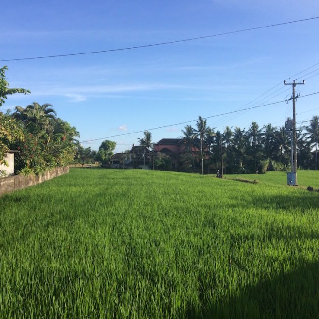 Ubud Bali, the rice field next to our residence for the month