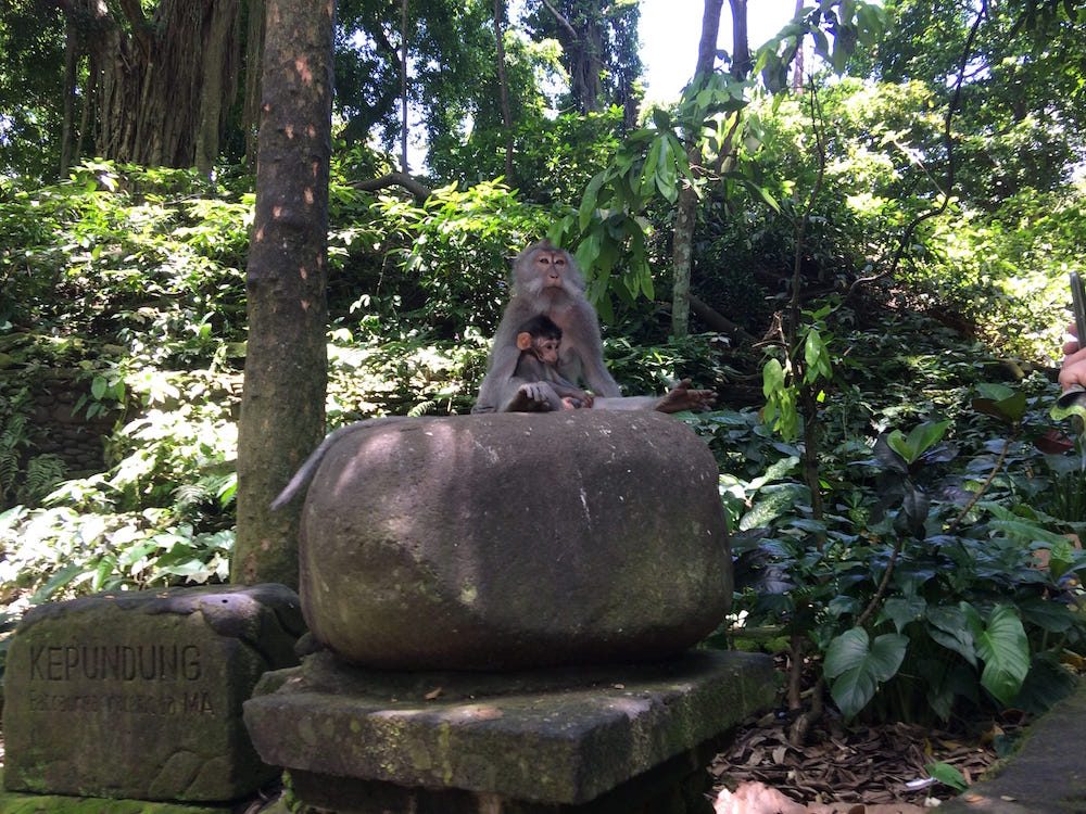 A monkey on a rock at the Monkey Forest