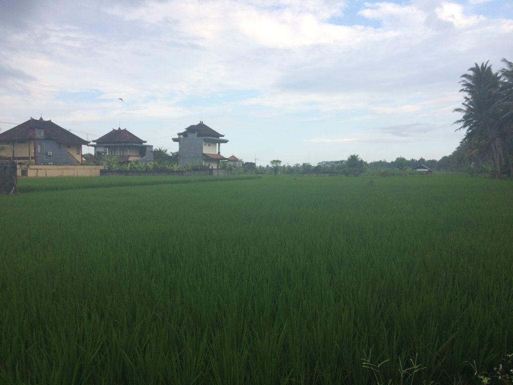 Guli showed us rice field after rice field