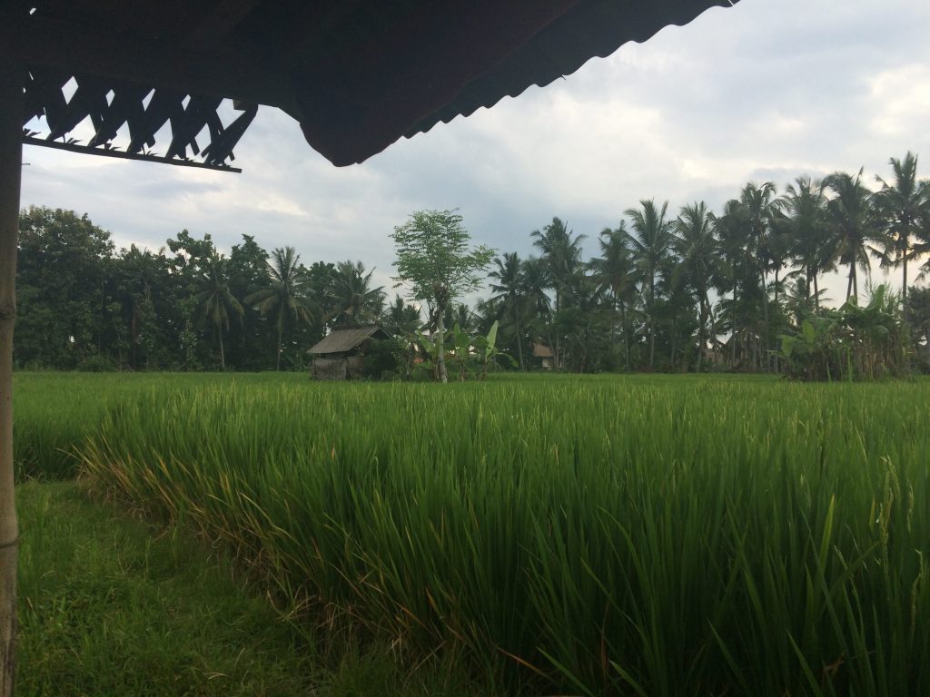 A view from one of the shacks where Guli used to rest during rice harvest